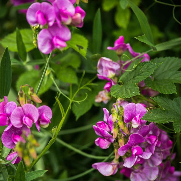 Perennial Sweet Pea – Pinetree Garden Seeds