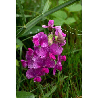 Sweet Pea - Perennial - Flowers