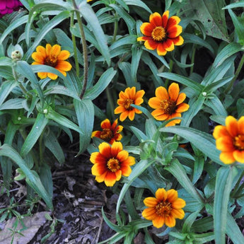 Persian Carpet Zinnia - Flowers