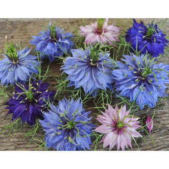 Persian Jewels Nigella - Flowers