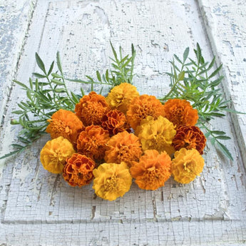 Petite Mix Marigold - Flowers