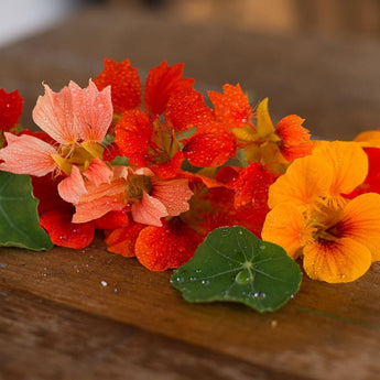 Phoenix Nasturtium - Flowers