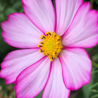 Picotee Cosmos - Flowers