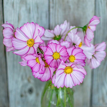 Picotee Cosmos - Flowers