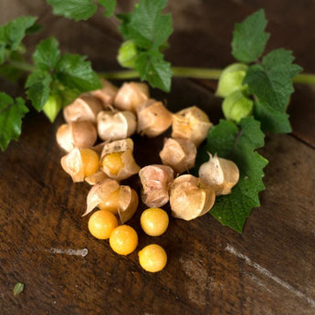 Pineapple Ground Cherry (Heirloom 75 Days) - Vegetables