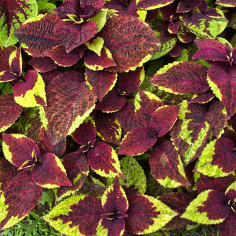 Pineapple Surprise Premium Sun Coleus