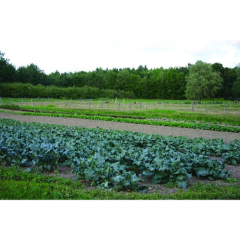 Pinetree Broccoli Mix - Vegetables