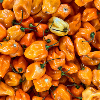 Pinetree Special Habanero Mix (85-100 Days) - Vegetables