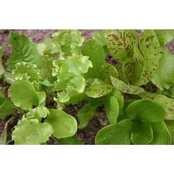 Pinetree Winter Lettuce Mix - Vegetables