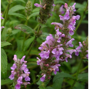 Pink Catmint - Flowers