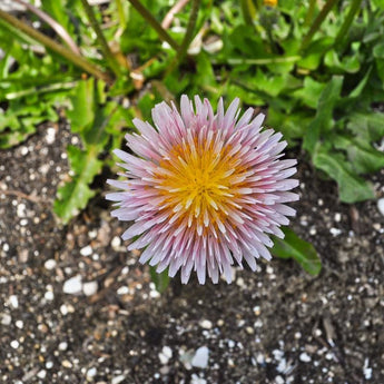 Pink Dandelion