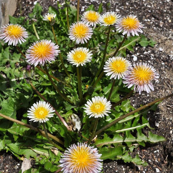 Pink Dandelion