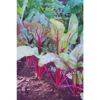 Pink Lipstick Swiss Chard (60 Days) - Vegetables