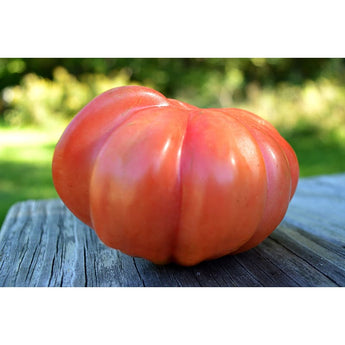 Pink Stuffer Tomato (80 Days) - Vegetables