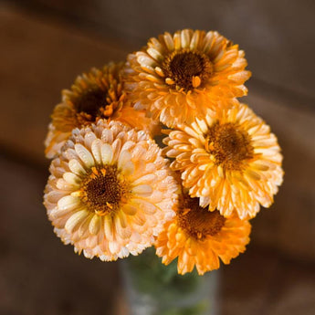 Pink Surprise Calendula - Flowers