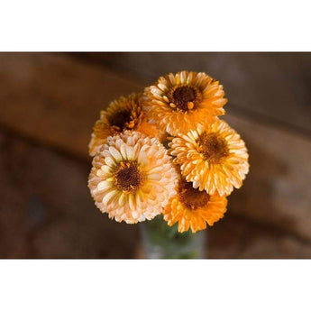 Calendula - Pink Surprise - Flowers