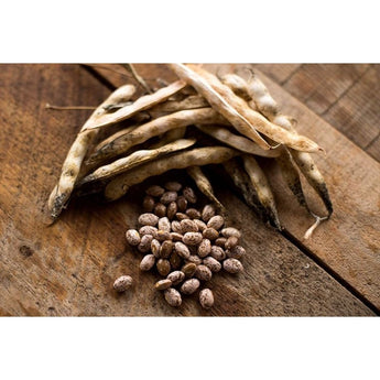 Pinto Bush Dried Bean (100 Days) - Vegetables