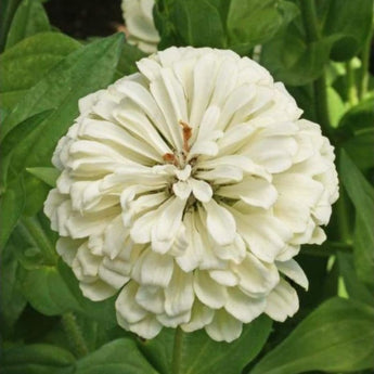 Polar Bear Zinnia - Flowers