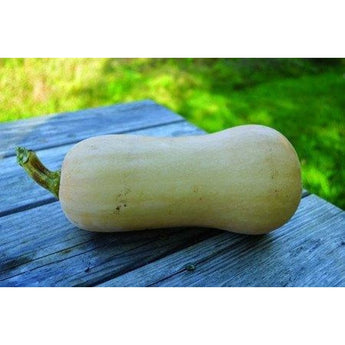 Polaris Winter Squash (F1 Hybrid 100 Days) - Vegetables