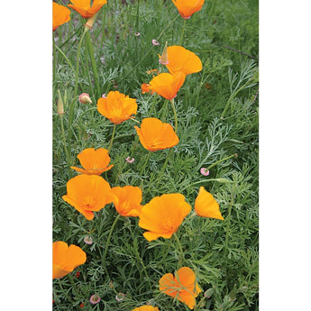 Poppy - California - Flowers