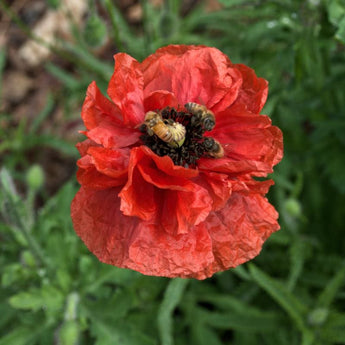 POPPY - FIELD - Flowers