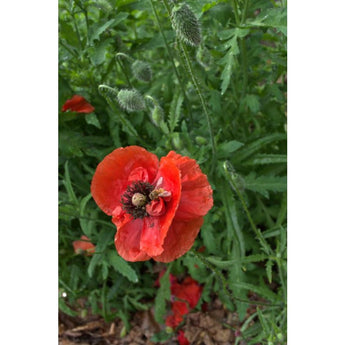 POPPY - FIELD - Flowers