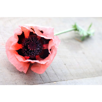 POPPY - FRUIT PUNCH - Flowers