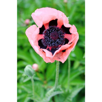 Poppy - Fruit Punch - Flowers