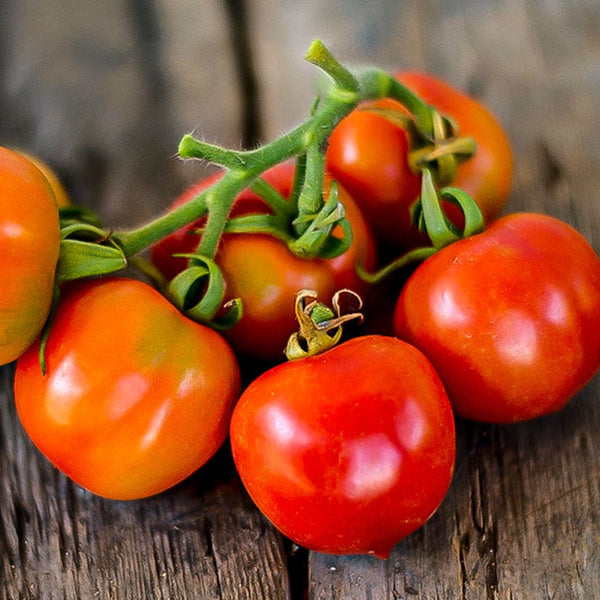 Principe Borghese Tomato (Heirloom, 78 Days) – Pinetree Garden