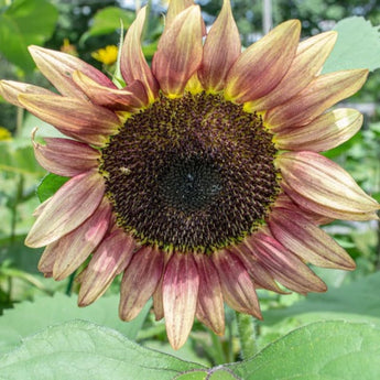 Pro Cut Plum Sunflower - Flowers