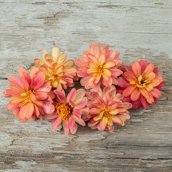 Profusion Double Deep Salmon Zinnia - Flowers