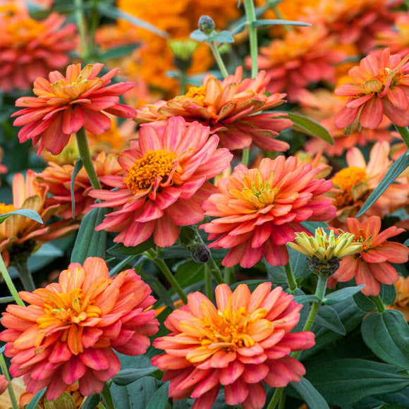 Profusion Double Deep Salmon Zinnia – Pinetree Garden Seeds