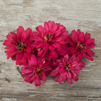 Profusion Double Hot Cherry Zinnia - Flowers