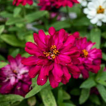 Profusion Double Hot Cherry Zinnia - Flowers