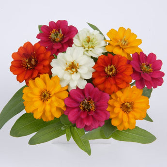 Profusion Double Mix Zinnia