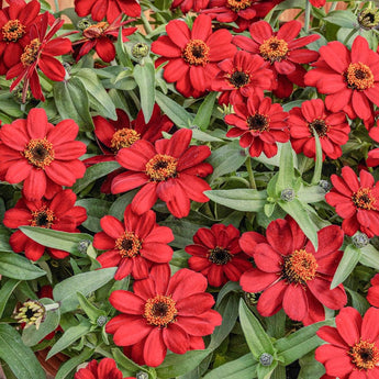 Profusion Single Red Zinnia - Flowers