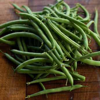 Provider Bush Bean (50 Days) - Vegetables