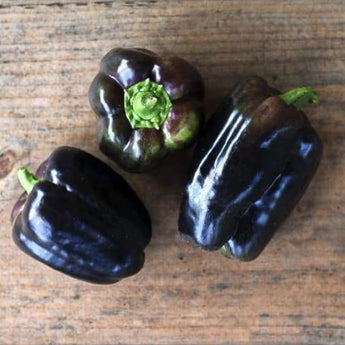 Purple Beauty Pepper (71 Days) - Vegetables