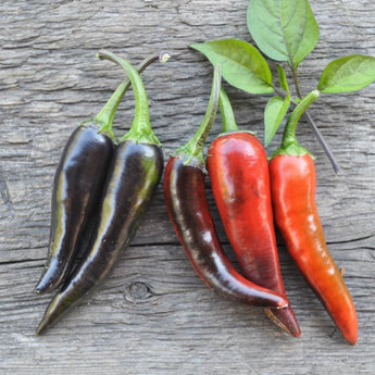 Purple Cayenne Pepper (70 Days) - Vegetables