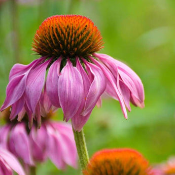 Purple Coneflower Echinacea - Flowers