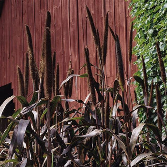 Purple Majesty Ornamental Millet - Flowers