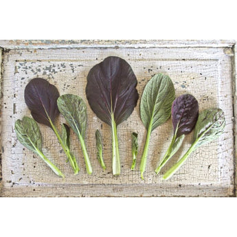 Purple Pak Choi (F1 Hybrid 47 Days) - Vegetables