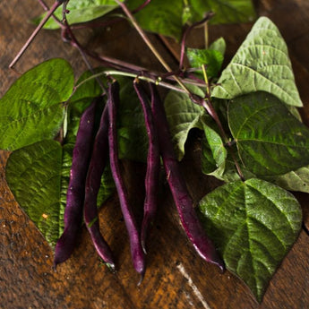 Purple Pod Pole Bean (Heirloom 70 Days) - Vegetables