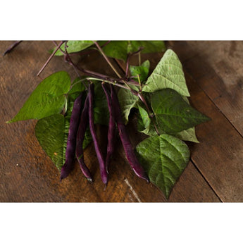 Purple Pod Pole Bean (Heirloom 70 Days) - Vegetables