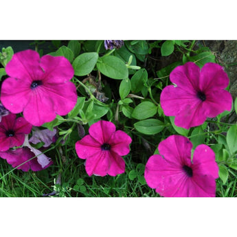 Purple Wave Petunia - Flowers