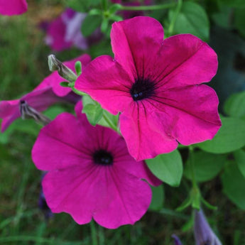 Purple Wave Petunia - Flowers