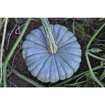 Queensland Blue Winter Squash (Heirloom 105 Days) - Vegetables