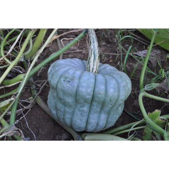 Queensland Blue Winter Squash (Heirloom 105 Days) - Vegetables