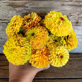 Queeny Lemon Peach Zinnia - Flowers