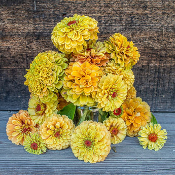 Queeny Lemon Peach Zinnia - Flowers